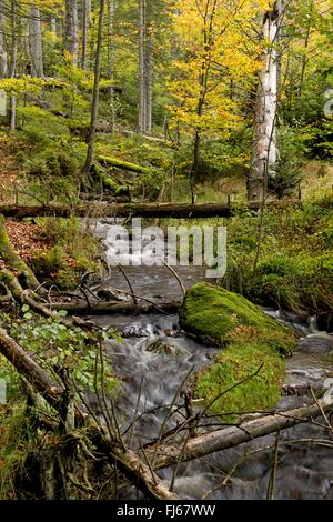 Bach im herbstlichen Wald, Deutschland, Bayern, Nationalpark Bayerischer Wald Stockfoto