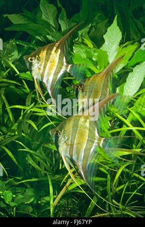 Tiefen Kaiserfisch, echte Altum-Angel, langen Lamellen Angel (Pterophyllum Altum), drei tiefen Engelfische vor Wasserpflanzen Stockfoto