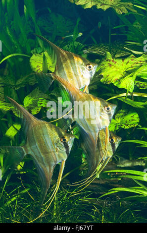Tiefen Kaiserfisch, echte Altum-Angel, langen Lamellen Angel (Pterophyllum Altum), vier Tiefe Engelfische vor Wasserpflanzen Stockfoto