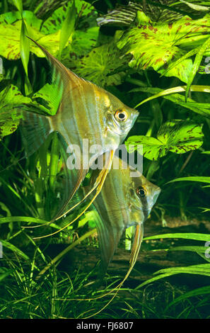 Tiefen Kaiserfisch, echte Altum-Angel, langen Lamellen Angel (Pterophyllum Altum), zwei tiefe Engelfische vor Wasserpflanzen Stockfoto