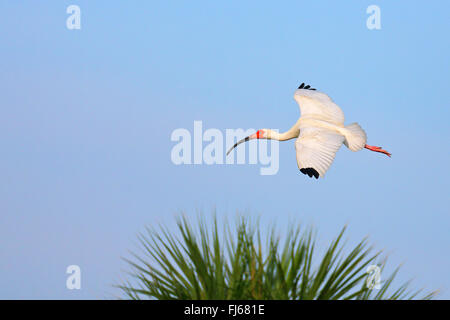 weißer Ibis (Eudocimus Albus), fliegen, USA, Florida, Merritt Island Stockfoto