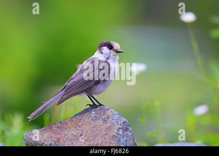 grau (Perisoreus Canadensis), Jay steht auf einem Stein, Kanada, British Columbia, Vancouver Island Stockfoto