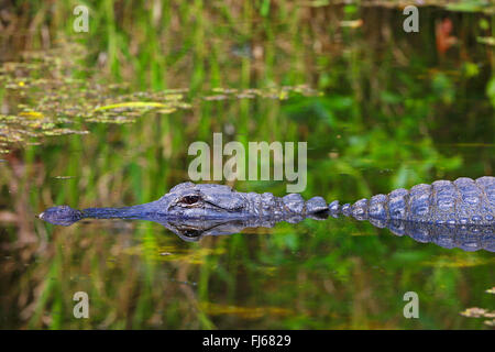 Amerikanischer Alligator (Alligator Mississippiensis), Portraet mit Spiegelbild, USA, Florida, Shark Valley Everglades Stockfoto