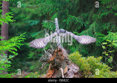 Bartkauz (Strix Nebulosa), während des Fluges im Wald, Deutschland Stockfoto