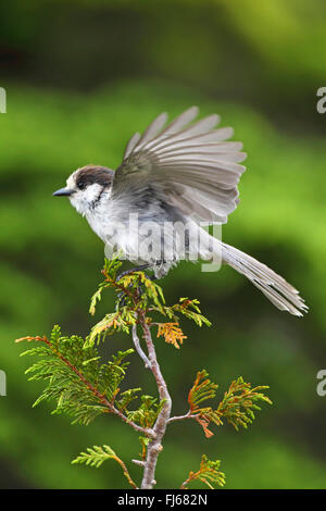 grau (Perisoreus Canadensis), Jay sitzt auf einem Nadelbaum, Kanada, British Columbia, Vancouver Island Stockfoto