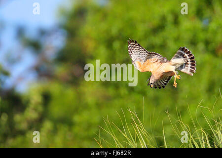 rot-geschultert Falke (Buteo Lineatus), jagen Beute, USA, Florida Stockfoto