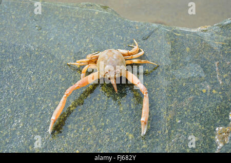 Maskierte Crab, Helm Crab (Corystes cassivelaunus), einziges Tier auf einem Stein, Frankreich, Bretagne, DÚpartement C¶ tes-dAEArmor, Erquy Stockfoto