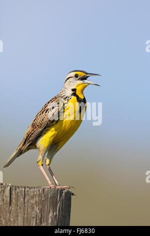 Östlichen Meadowlark (Sturnella Magna), sitzt auf einem Zaunpfahl singen, USA, Florida, Myakka RSP Stockfoto