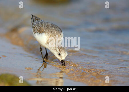 Sanderling (Calidris Alba), auf das Futter am Ufer, Kanarischen Inseln, Fuerteventura Stockfoto