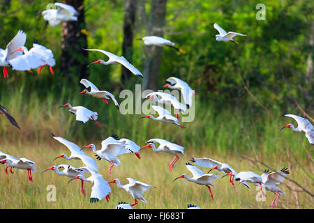 weißer Ibis (Eudocimus Albus), Landung der Truppen, USA, Florida, Merritt Island Stockfoto