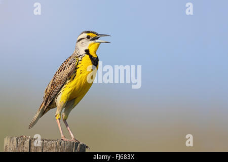 Östlichen Meadowlark (Sturnella Magna), sitzt auf einem Zaunpfahl singen, USA, Florida, Myakka RSP Stockfoto