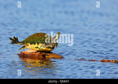 Florida Redbelly Schildkröte, Florida-Rotbauch Schildkröte (Pseudemys Rubriventris Nelsoni, Chrysemys Nelsoni, Pseudemys Nelsoni), Sonnenbaden auf einem Stein, USA, Florida, Viera Feuchtgebiete Stockfoto