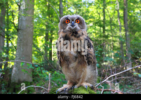 nördlichen Uhu (Bubo Bubo), sitzt auf einem bemoosten Stein, Deutschland Stockfoto