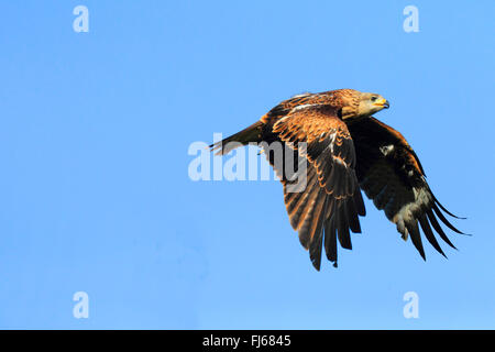 Rotmilan (Milvus Milvus), im Flug, Deutschland Stockfoto