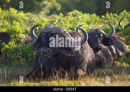 Afrikanischer Büffel (Syncerus Caffer), zwei ruhende Büffel, Kenia, Masai Mara Nationalpark Stockfoto