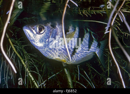 Gebänderten Archerfish (Toxotes Jaculatrix, Toxotes Jaculator, Labrus Jaculatrix), Schwimmen Stockfoto
