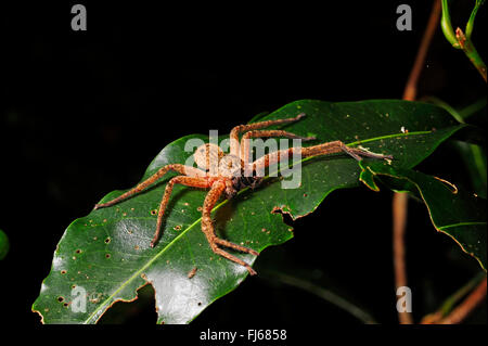 Giant crab Spider (Sparassidae), auf ein Blatt im Regenwald, Neukaledonien, ╬ le des Pins Stockfoto