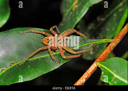 Giant crab Spider (Sparassidae), auf ein Blatt im Regenwald, Neukaledonien, ╬ le des Pins Stockfoto