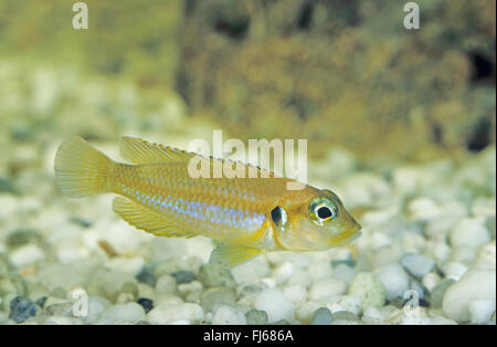 Tanganjika Schalentiere (Lamprologus Ocellatus, Lamprologus Ocellata, Neolamprolagus Ocellatus), Schwimmen Stockfoto