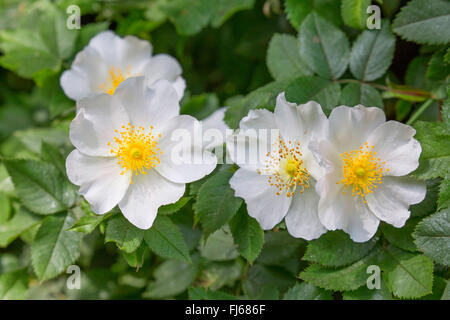 Dog rose (Rosa Canina), Oberbayern, Oberbayern, Bayern, Deutschland Stockfoto