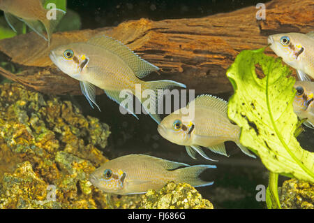 Prinzessin Cichlid, Prinzessin von Burundi, Lyretail Cichlid, Fairy Cichlid, Brichard Lamprologus (Neolamprologus Brichardi, Lamprologus Brichardi, Lamprologus Elongatus), fünf Prinzessin Cichliden Stockfoto