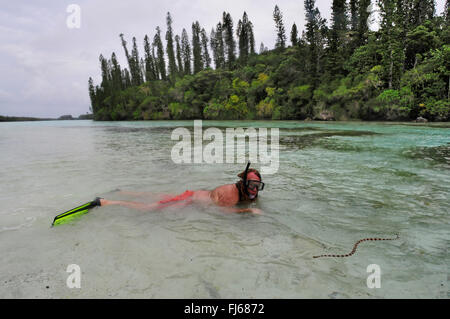 Gebänderte gelb - lippig Meer Krait, Gebändert gelb - lippig Seeschlange, gebänderte Seeschlange (Laticauda colubrina), Schnorchler neben einer Seeschlange im Wasser, Neukaledonien, ╬ le des Pins Stockfoto