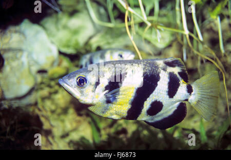 Gebänderten Archerfish (Toxotes Jaculatrix, Toxotes Jaculator, Labrus Jaculatrix), Schwimmen Stockfoto