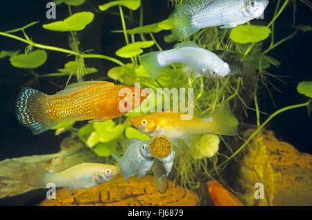 Riesige Segelkärpflinge Molly, Segel-Fin Molly, rote Segelkärpflinge Molly, Yucatan Molly (Poecilia Velifera, Mollienesia Velifera), verschiedene Rassen, die ernähren sich von einer Lebensmittel-Pellet Stockfoto