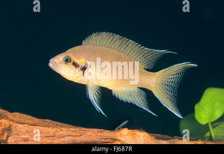 Prinzessin Cichlid, Prinzessin von Burundi, Lyretail Cichlid, Fairy Cichlid, Brichard Lamprologus (Neolamprologus Brichardi, Lamprologus Brichardi, Lamprologus Elongatus), Schwimmen Stockfoto