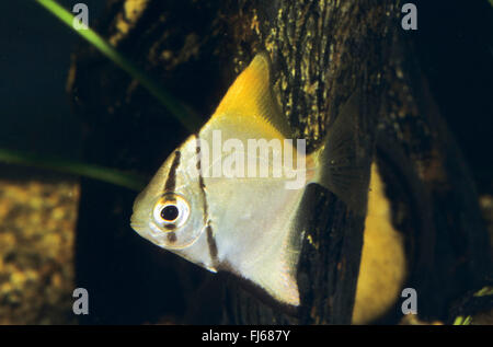 Silber Mono, Moonfish, Diamondfish, Fingerfish, Kilefish, Butter-Brassen, Silber verträumt (Monodactylus Argenteus, Chaetodontidae Argenteus, Acanthopodus Argentus), Schwimmen Stockfoto