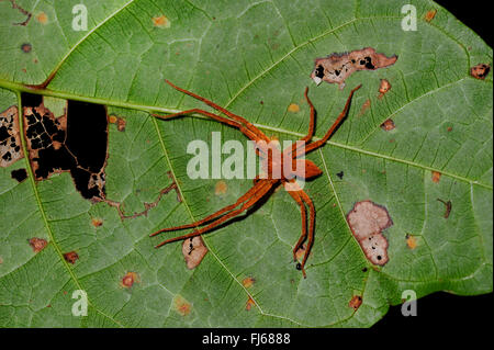 Riesenkrabbe Spinne, Huntsman Spinne (Heteropodidae), unter einem Blatt im Regenwald, Neu-Kaledonien, Ile des Pins Stockfoto