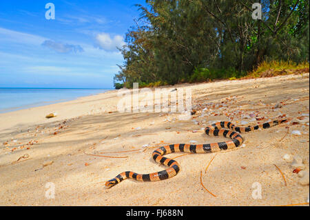 Gebänderte gelb - lippig Meer Krait, Gebändert gelb - lippig Seeschlange, gebänderte Seeschlange (Laticauda colubrina), seeschlange am Strand von ╬ le des Pins, Neukaledonien, Ile des Pins Stockfoto