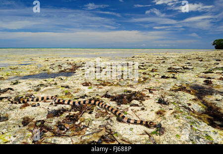 Banded gelb-lippige Meer Krait, gebändert gelb-lippige Seeschlange, Banded Seeschlange (Laticauda Colubrina), Seeschlange auf die Seenlandschaft, Neu Kaledonien, Ile des Pins Stockfoto