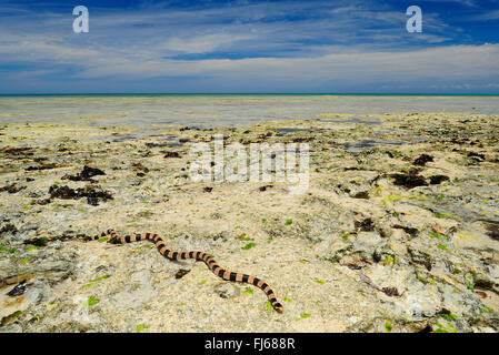 Banded gelb-lippige Meer Krait, gebändert gelb-lippige Seeschlange, Banded Seeschlange (Laticauda Colubrina), Seeschlange auf die Seenlandschaft, Neu Kaledonien, Ile des Pins Stockfoto