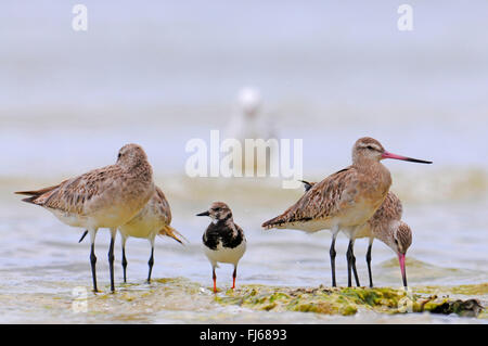 Ruddy Steinwälzer (Arenaria Interpres), stehend zwischen Bar-tailed Godwits am Strand, Neu-Kaledonien, Ile des Pins Stockfoto