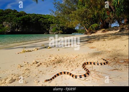 Gebänderte gelb - lippig Meer Krait, Gebändert gelb - lippig Seeschlange, gebänderte Seeschlange (Laticauda colubrina), seeschlange am Strand von ╬ le des Pins, Neukaledonien, Ile des Pins Stockfoto