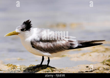 größere crested Seeschwalbe (Thalasseus Bergii, Sterna Bergii), juvenile größere crested Seeschwalbe am Strand, Neu-Kaledonien, Ile des Pins Stockfoto