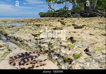 Banded gelb-lippige Meer Krait, gebändert gelb-lippige Seeschlange, Banded Seeschlange (Laticauda Colubrina), Seeschlange auf die Seenlandschaft, Neu Kaledonien, Ile des Pins Stockfoto