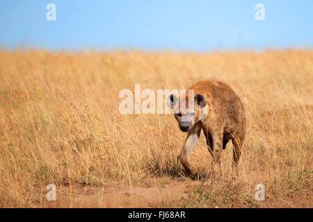 Gefleckte Hyänen (Crocuta Crocuta), Spaziergänge in Savanne, Kenia, Masai Mara Nationalpark Stockfoto