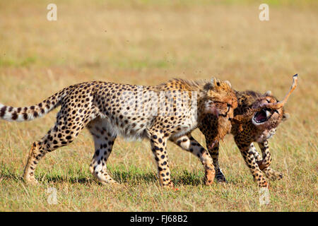 Gepard (Acinonyx Jubatus), zwei Geparden kämpfen um ein Stück der Beute, Kenia, Masai Mara Nationalpark Stockfoto