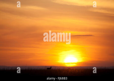 Topi, Tsessebi, Korrigum, Kudus (Damaliscus Lunatus Jimela), bei Sonnenaufgang, silhouette, Kenia, Masai Mara Nationalpark Stockfoto