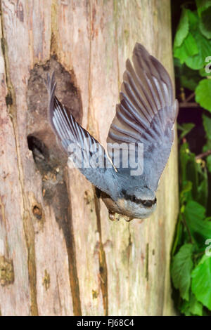 Eurasische Kleiber (Sitta Europaea), Ausziehen der Zucht-Höhle, Eingang wurde durch den Vogel mit Lehm, Deutschland, North Rhine-Westphalia verkleinert Stockfoto