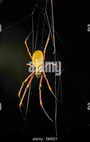 Seidenspinnen (Nephilengys spec.), Spinne in ihrer Web, Neu-Kaledonien, Ile des Pins Stockfoto