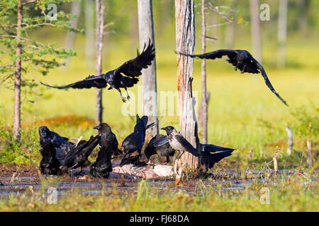 Kolkrabe (Corvus Corax), Truppen an einer Wasserstelle, Kajaani Region Kuhmo, Finnland Kuikka Stockfoto