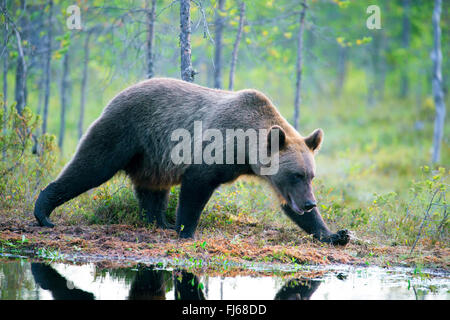 Europäischer Braunbär (Ursus Arctos Arctos), zu Fuß am Seeufer in einem Wald, Kajaani Region Kuhmo, Finnland Kuikka Stockfoto