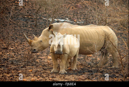 Breitmaulnashorn, Quadrat-lippige Rhinoceros grass Rhinoceros (Ceratotherium Simum), Mutter und Kind in der Macchie, Süd Afrika Stockfoto