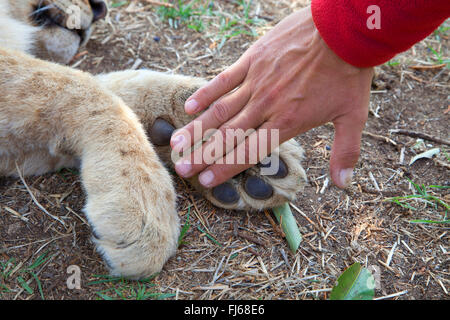 Löwe (Panthera Leo), einerseits zum Vergleich an einer Pfote von ein Löwenjunges, Südafrika Stockfoto