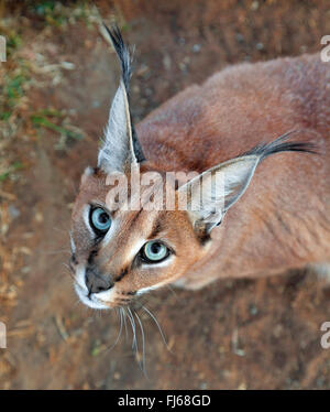 Karakal (Caracal Caracal, Felis Caracal), nachschlagen, Porträt, Südafrika Stockfoto