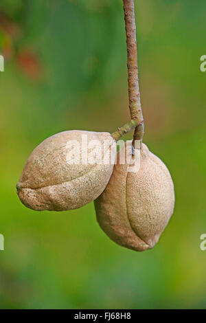 California Rosskastanie (Aesculus Californica), Früchte Stockfoto