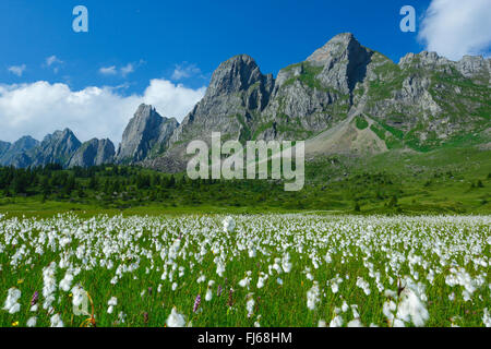 Wollgras (Wollgras spec.), Alvier Group, Schweiz, St.Gallen Stockfoto